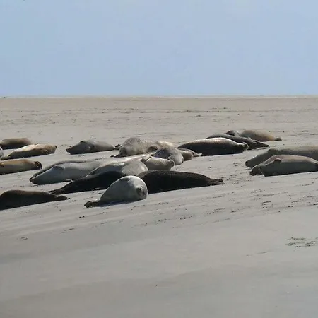 Dana Comfortable Holiday * Borkum